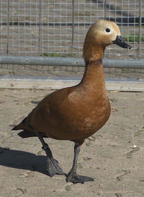 能在关键时